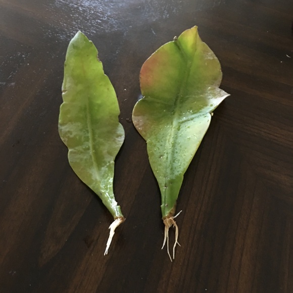 Large Flowers Night Blooming Orchid Cactus - 2 Cuttings + Surprise BONUS - Picture 3 of 5